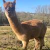 TOFT Nautilus Light Fawn Stud Male standing at TOFT Alpaca Stud